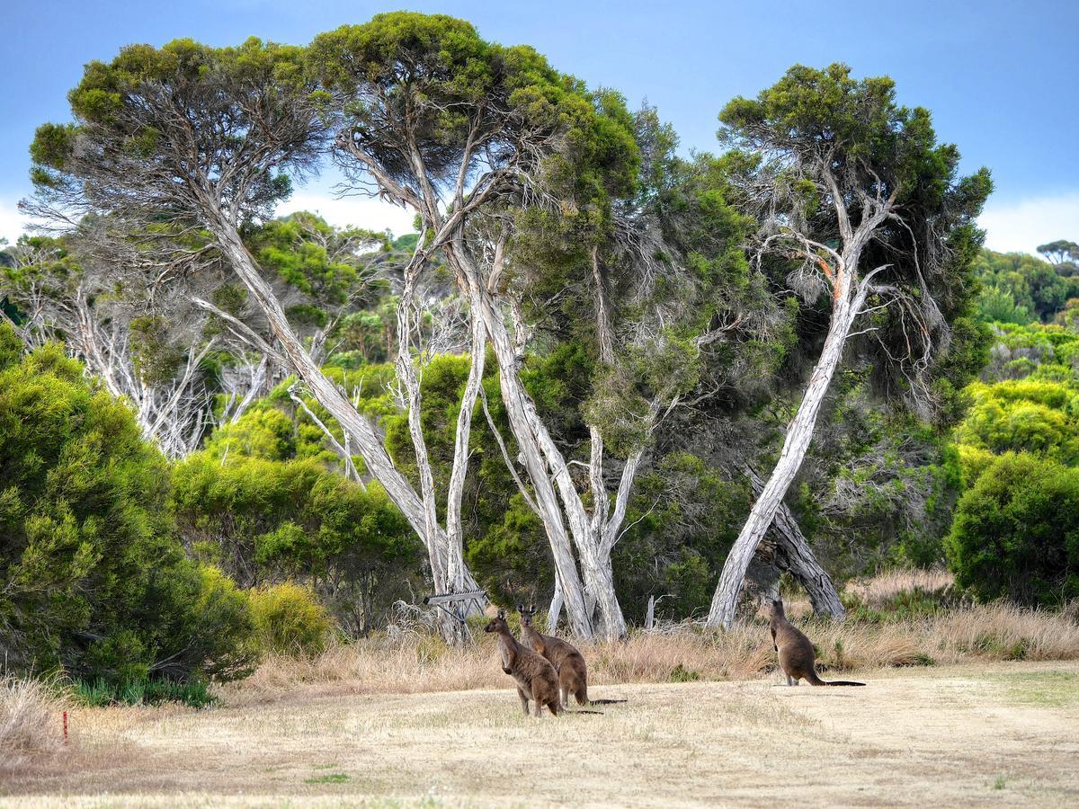 Mercure Kangaroo Island Lodge American River Luaran gambar